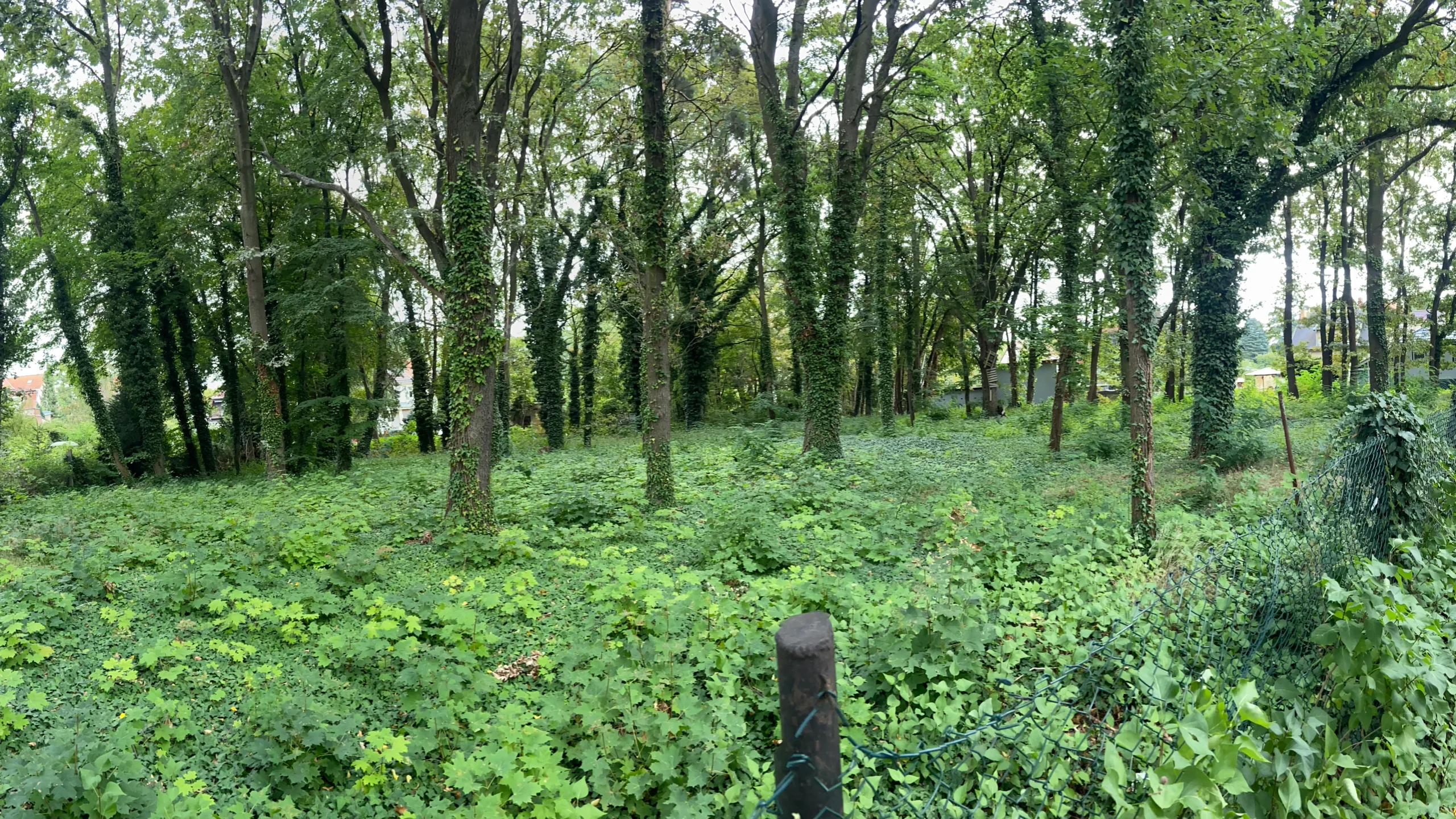 durch Neubaupläne bedrohter Wald in Eichwalde