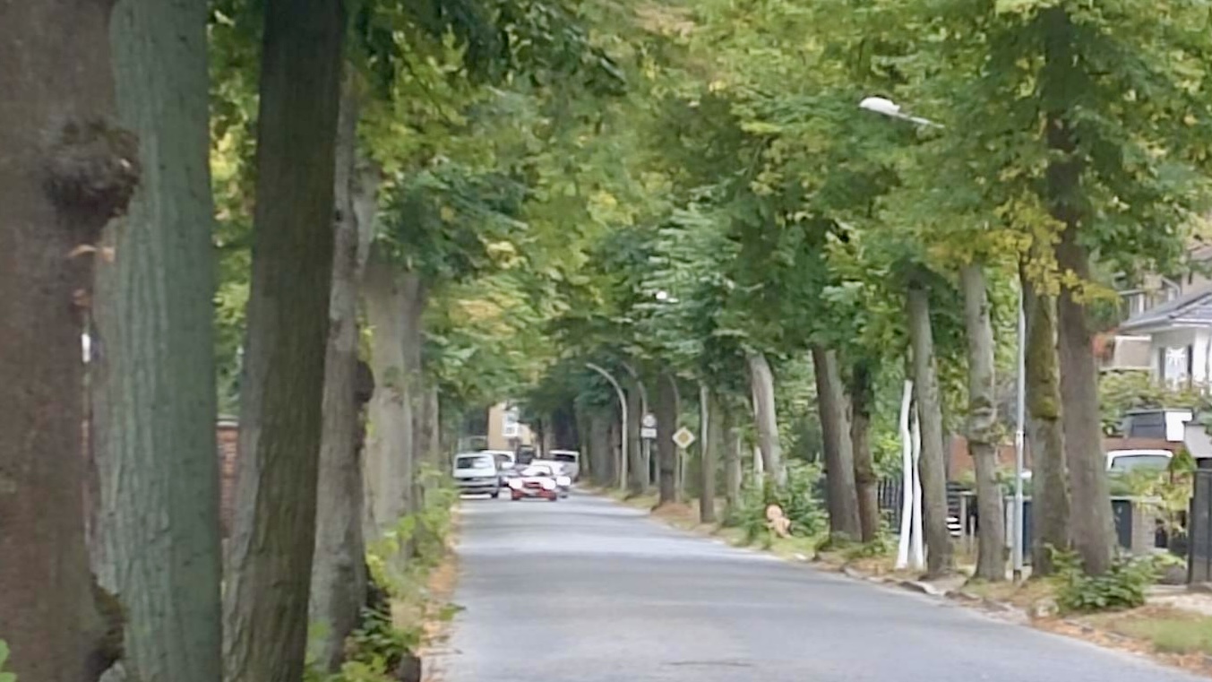 Seestraße ohne Kahlschlag: So könnte Allee erhalten bleibe